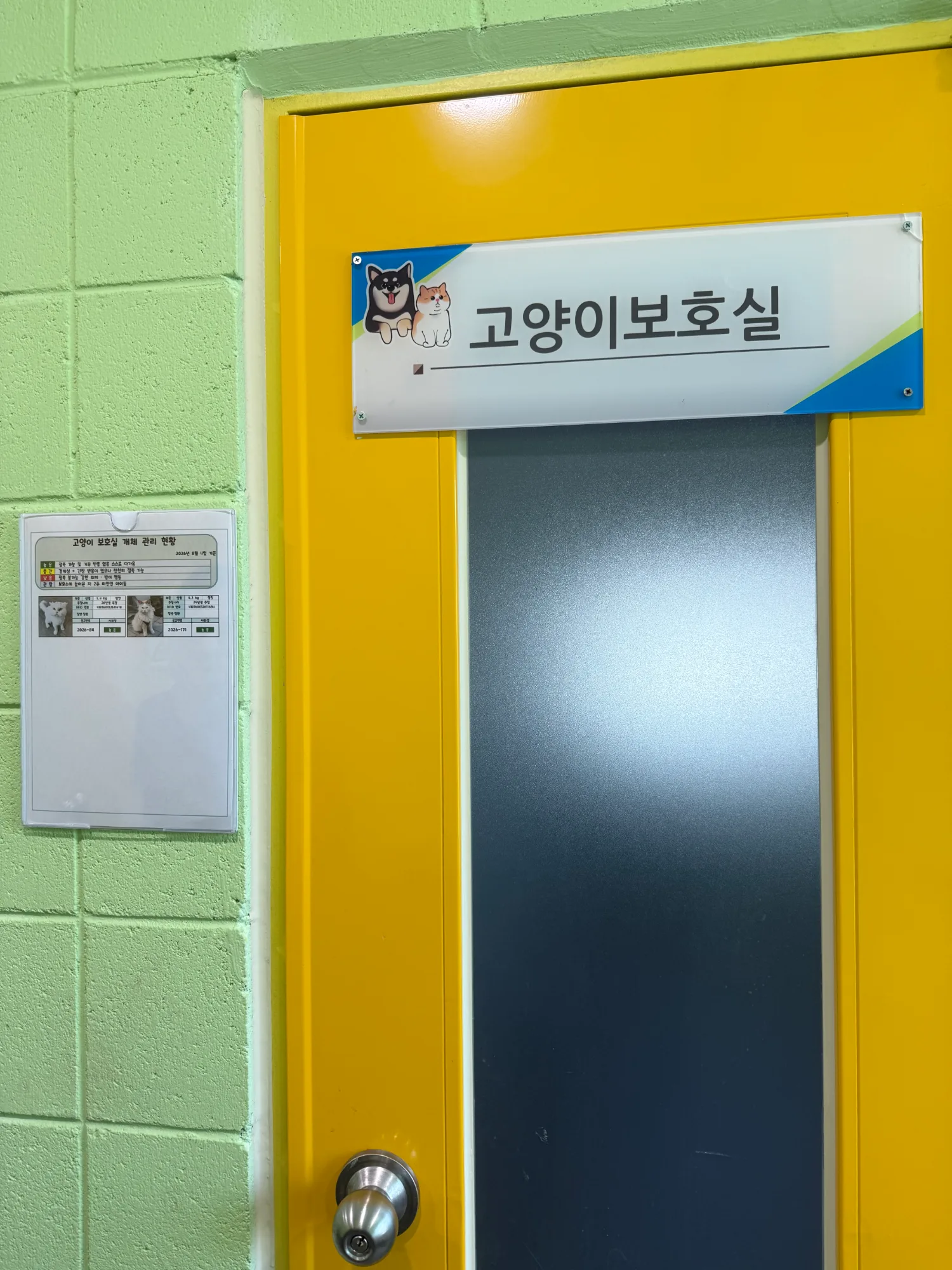 11일 현재 보호소에는 고양이 보호실은 여전히 존재하지만 보호되고 있는 고양이는 성묘 3마리뿐 새끼고양이는 보이지 않았다.